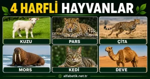 4 Harfli Hayvanlar – Türlerine Göre Dört Harfli Hayvanlar Neler?