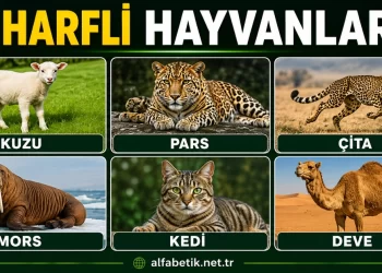 4 Harfli Hayvanlar – Türlerine Göre Dört Harfli Hayvanlar Neler?