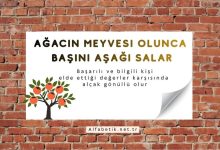 Ağacın meyvesi olunca, başını aşağı salar