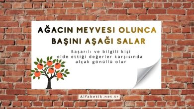 Ağacın meyvesi olunca, başını aşağı salar