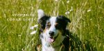 Avustralya Çoban Köpeği (Australian Shepherd) Özellikleri ve Bakımı