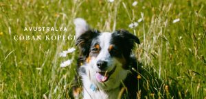 Avustralya Çoban Köpeği (Australian Shepherd) Özellikleri ve Bakımı