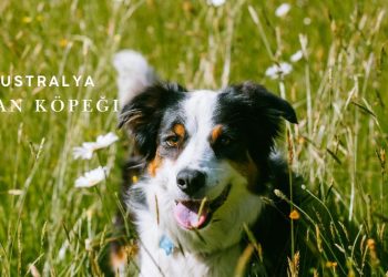 Avustralya Çoban Köpeği (Australian Shepherd) Özellikleri ve Bakımı