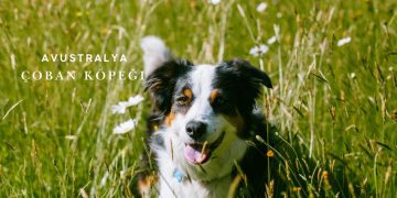 Avustralya Çoban Köpeği (Australian Shepherd) Özellikleri ve Bakımı