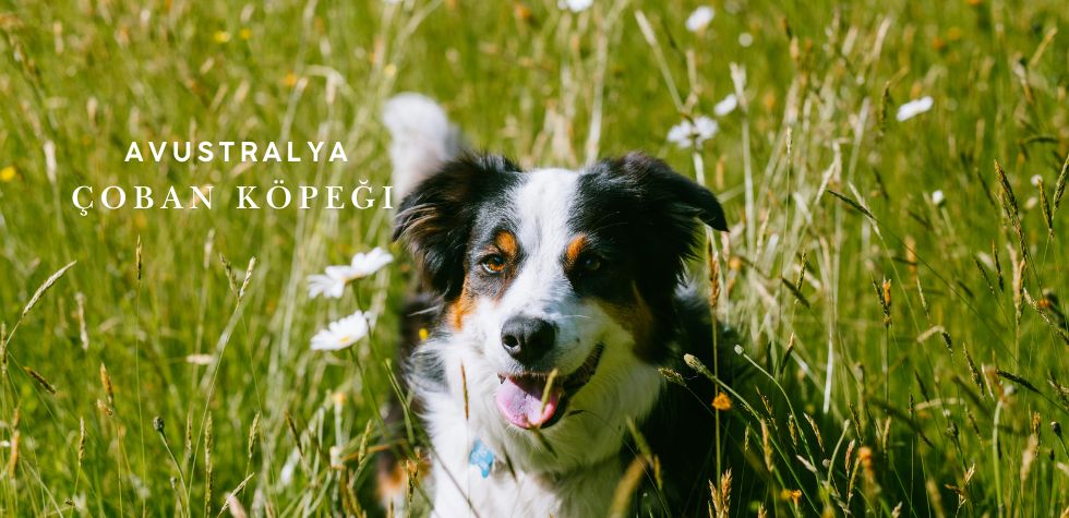 Avustralya Çoban Köpeği (Australian Shepherd) Özellikleri ve Bakımı