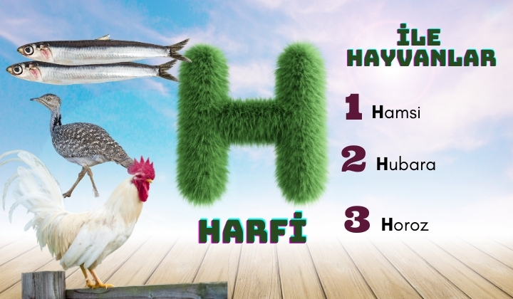 H ile hayvanlar