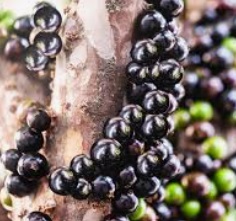 Jabuticaba