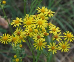 Jacobaea Vulgaris