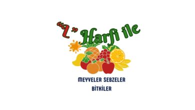 L ile meyveler sebzeler bitkler