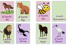 a-ile-2-3-4-5-harfli-hayvanlar
