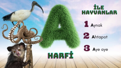 a ile hayvanlar