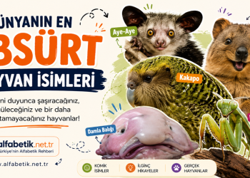 Bir Hayvana Bu İsim Neden Verilmiş? İşte En Absürt Hayvan İsimleri