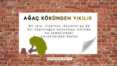 ağaç kökünden yıkılır