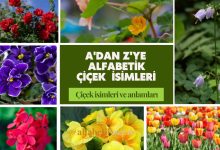 alfabetik-cicek-isimleri
