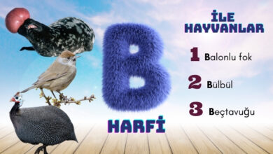 b ile hayvanlar