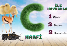 c ile hayvanlar
