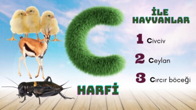 c ile hayvanlar