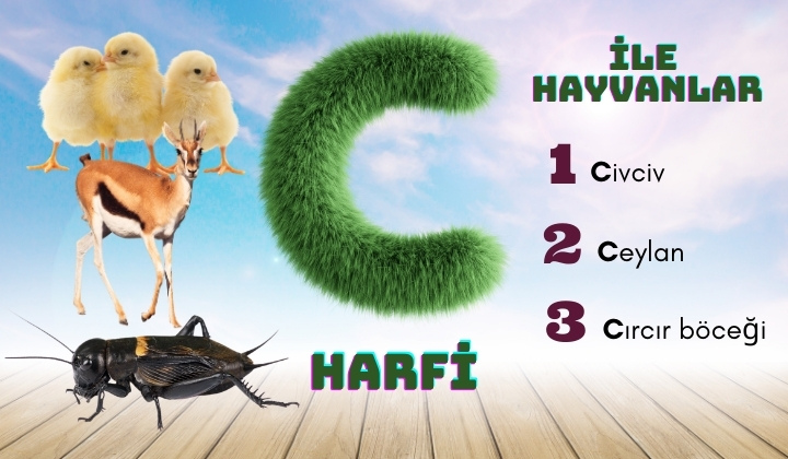 c ile hayvanlar