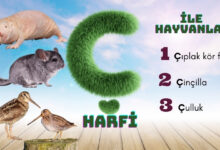 ç ile hayvanlar