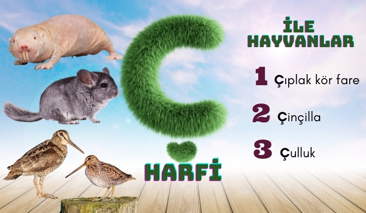 ç ile hayvanlar