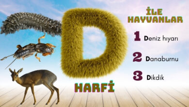 d ile hayvanlar
