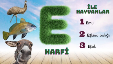 e ile hayvanlar