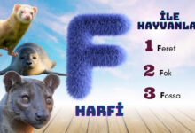 f ile hayvanlar