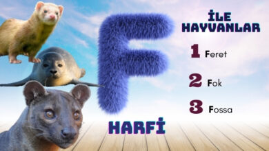 f ile hayvanlar