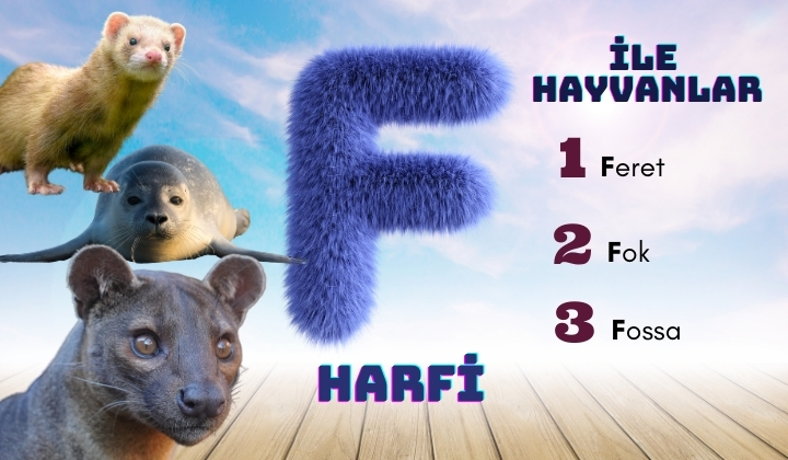 f ile hayvanlar