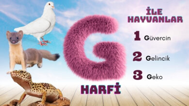 g ile başlayan hayvanlar
