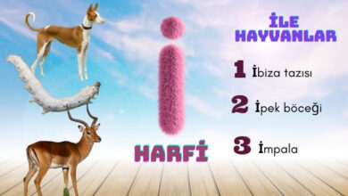 i ile hayvanlar