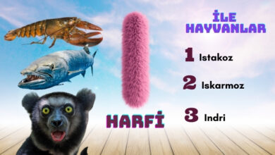 ı ile hayvanlar