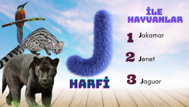 j ile hayvanlar