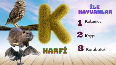 k ile hayvanlar