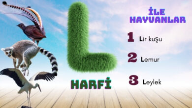 l ile hayvanlar