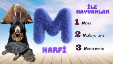 m ile hayvanlar