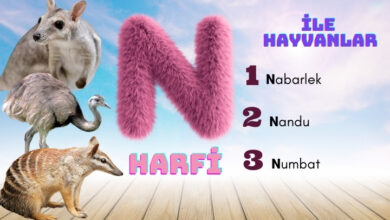 n ile hayvanlar