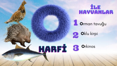 o ile hayvanlar