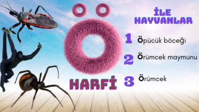 ö ile hayvanlar