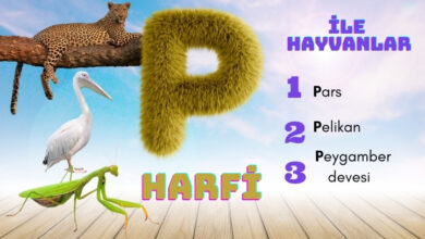p ile hayvanlar