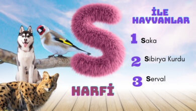 s ile hayvanlar