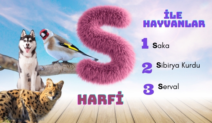 s ile hayvanlar