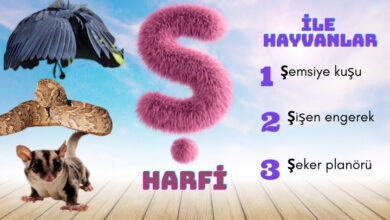 ş ile hayvanlar