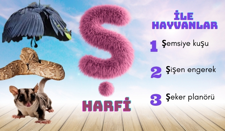 ş ile hayvanlar