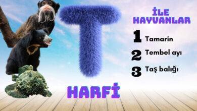 t ile hayvanlar