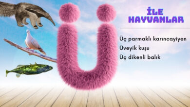 ü ile hayvanlar