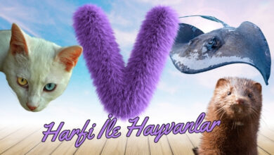 v ile hayvanlar
