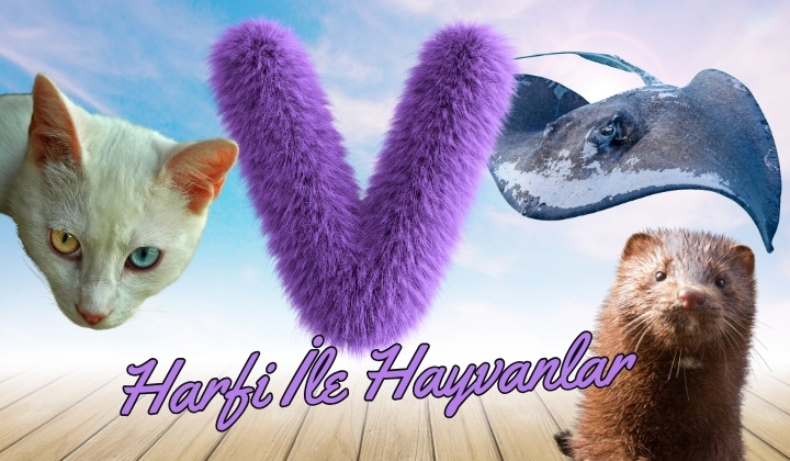 v ile hayvanlar