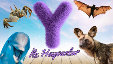 y ile hayvanlar