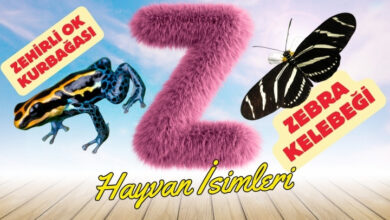 z ile hayvanlar